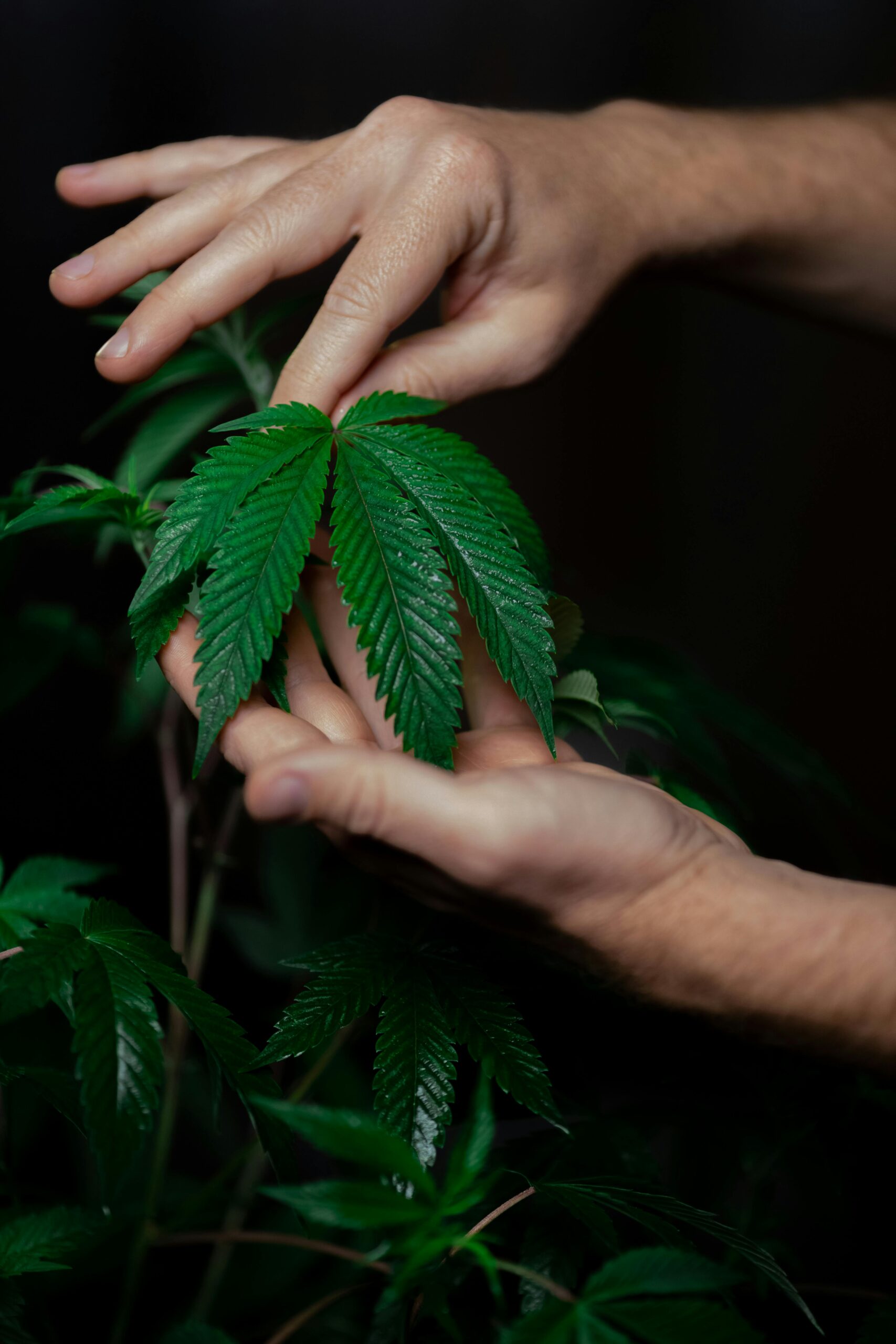 How to Choose the Right Cannabis Flower for You